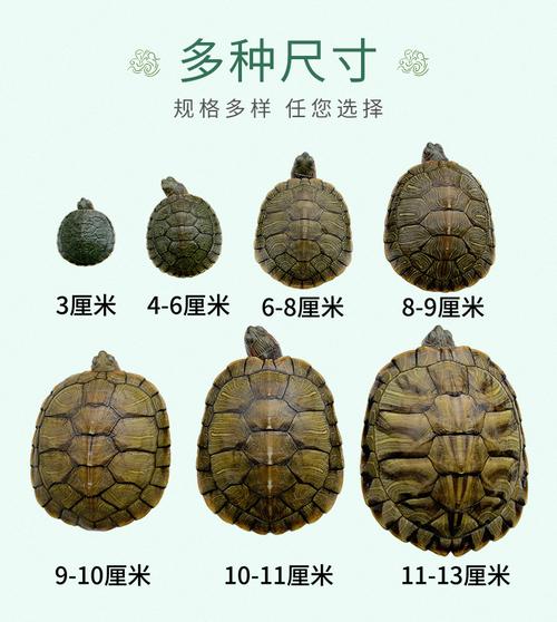 巴西乌龟最大能长多大